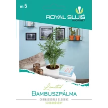 R Virág Bambuszpálma 15szem