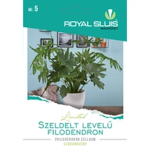 R Virág Szeldelt levelű filodendron 16szem