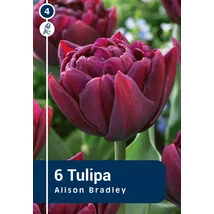 Vh 16238 Tulipa double early Alison Bradley 6db/cs 11/12