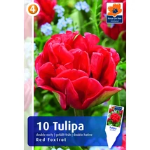 Vh16239 Tulipán Double Early Red Foxtrot 10db/csom