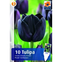 Vh16246 Tulipán Triumph Paul Scherer 10db/csom