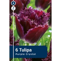 Vh 16257 Tulipa Crispa Purple Crystal 6db/cs 11/12