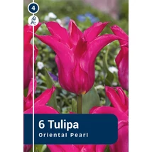 Vh 16258 Tulipa Lilyflowering Oriental Pearl 6db/cs 11/12