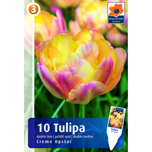 Vh16261 Tulipán Double Late Creme Upstar 10db/csom
