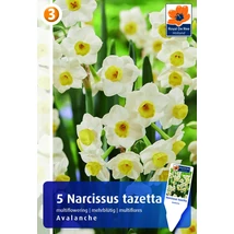 Vh16272 Narcisz Multiflowering Avalanche 5db/csom