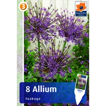 Vh 16279 Allium Allium Toabago 8db/cs 10/12