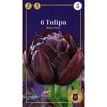 Vh 16511 Tulipa Supreme Double Late Black Hero 6db/cs 12/+