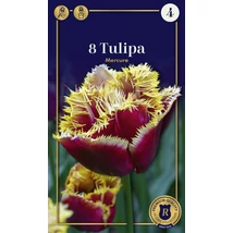 Vh16911 Tulipán Fringed Mercure 8db/cs