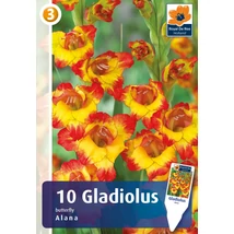 Vh08812 Gladiolus Butterfly Alana 10db/cs