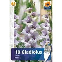 Vh08813 Gladiolus Butterfly Verax 10db/cs