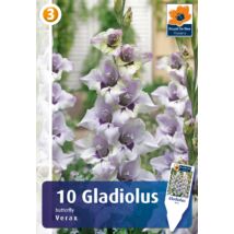 Vh08813 Gladiolus Butterfly Verax 10db/cs