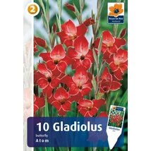 Vh08811 Gladiolus Butterfly Nanus Atom 10db/cs