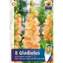 Vh08814 Gladiolus Parrot The Great Queen Elizabeth 8db/cs