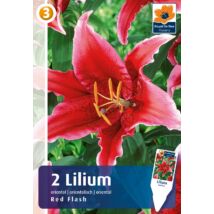 Vh08815 Liliom Oriental Red Flash 2db/cs