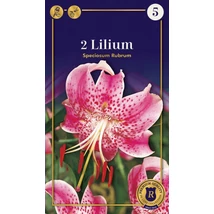 Vh08645 Lilium Supreme Speciosum rubrum 2db/cs