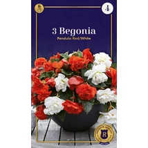 Vh10652 Begonia Supreme Pendula Red/White 3db/cs