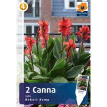 Vh08818 Canna Robert Kemp 2db/cs