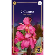 Vh10653 Canna Pink Futurity 2db/cs