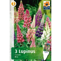 Vh08442 Lupinus polyphyllus mix 3db/cs