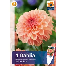 Vh08800 Dahlia Decorative Sebastian 1db/cs