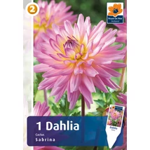 Vh08806 Dahlia Cactus Sabrina 1 db/cs