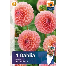 Vh08809 Dahlia Pompon/Ball Nathalie G 1db/cs