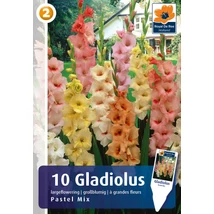 Vh08810 Gladiolus Largeflowering Pastel Mix 10db/cs