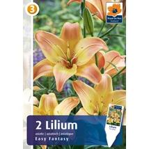 Vh08816 Liliom Asiatic Easy Fantasy 2db/cs