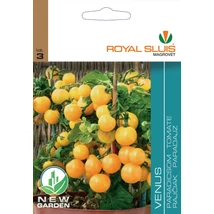 R Paradicsom Venus 20 szem