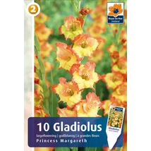 Vh08328 Gladiolus Largeflowering  Princess Margareth 10db/cs