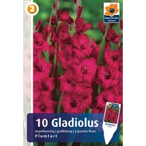 Vh08325 Gladiolus Largeflowering  Plumtart