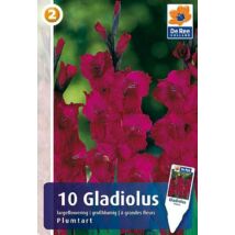Vh08325 Gladiolus Largeflowering  Plumtart