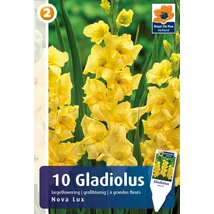 Vh08322 Gladiolus Largeflowering  Nova Lux 10db/cs
