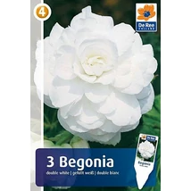 Vh08365 Begónia Double White