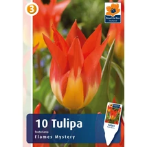 Vh16366 Tulipán Fosteriana Flames Mystery 10 db/csom
