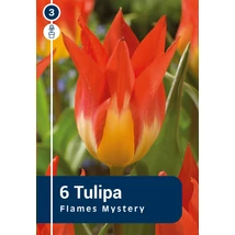 Vh 16366 Tulipa Fosteriana Flames Mystery 6db/cs 11/12