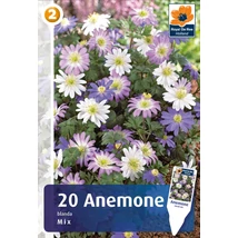 Vh 16390  Anemone Blanda Mix 20db/cs 5/+