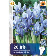 Vh 16470  Iris Reticulata Alida 20db/cs 5/6