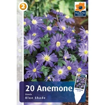 Vh 16802  Anemone Blanda Blue Shade 20db/cs 5/+