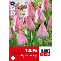 Vh 16098  Tulipa Darwin H. Mystic van Eijk 5db/cs 10/11