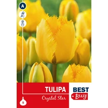 Vh 16099  Tulipa Crispa Crystal Star 5db/cs 10/11