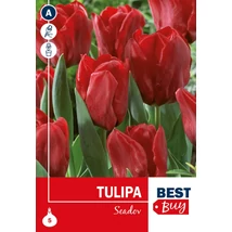 Vh16101 Tulipa Triumph Seadov 5db/cs