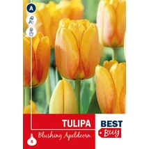 Vh 16102  Tulipa Darwin H. Blushing Apeldoorn 5db/cs 10/11