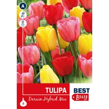 Vh 16117  Tulipa Darwin Hybrid Mix 5db/cs 10/11