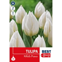 Vh 16090 Tulipa Single early White Prince 5db/cs 10/11