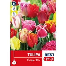 Vh 16104 Tulipa Crispa Mix 5db/cs 10/11