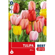 Vh 16118 Tulipa Darwin Hybrid Mix 7db/cs 10/11