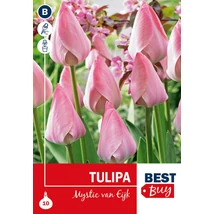 Vh 16106 Tulipa Darwin H. Mystic van Eijk 7db/cs 10/11