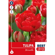 Vh 16107 Tulipa Doubla Late Miranda 5db/cs 10/11