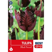 Vh 16114 Tulipa Parrot Black Parrot 5db/cs 10/11